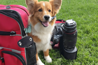 Traveling with Pets: Everything You Need to Know